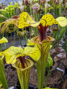 Sarracenia flava var ornata "outlaw" pitcher plant