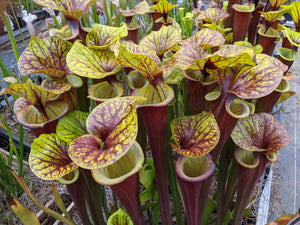 Sarracenia flava var. rubricorpora "Red Tube" Trumpet Pitcher Plant - large divisions!-Flytrap King