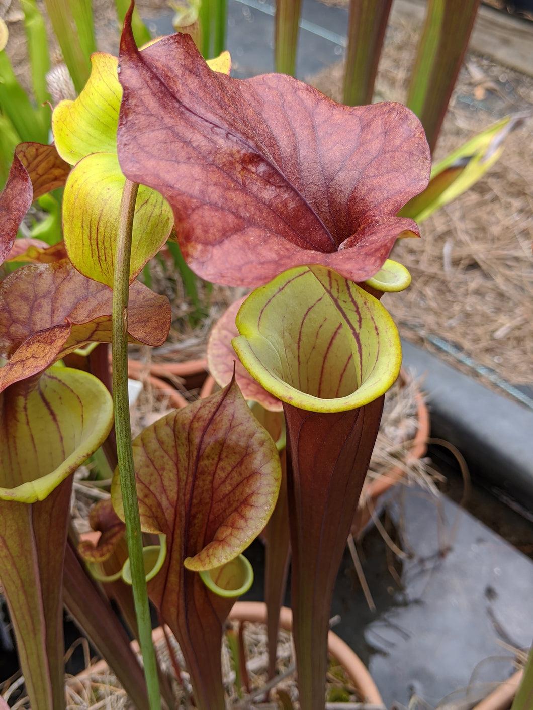 Sarracenia flava var rubricorpora x Waccamaw pitcher plant-Flytrap King
