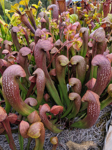 Sarracenia gilpinii x minor var. okefenokeensis pitcher plant-Flytrap King