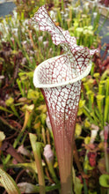 Load image into Gallery viewer, Sarracenia leucophylla &quot;Cronus&quot; White Top Pitcher Plant-Flytrap King
