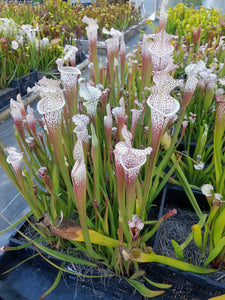 Sarracenia leucophylla "Cronus" White Top Pitcher Plant-Flytrap King