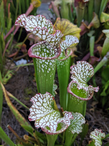 Sarracenia leucophylla "Garcon Point D" white top pitcher plant-Flytrap King