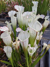 Load image into Gallery viewer, Sarracenia leucophylla &#39;Hurricane Creek White&#39; &quot;clone F&quot; pitcher plant-Flytrap King