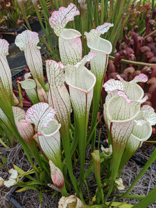 Sarracenia leucophylla 'Hurricane Creek White' "clone F" pitcher plant-Flytrap King
