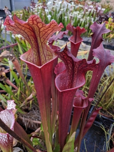 Sarracenia leucophylla "purple lips" x flava var rubricorpora pitcher plant-Flytrap King