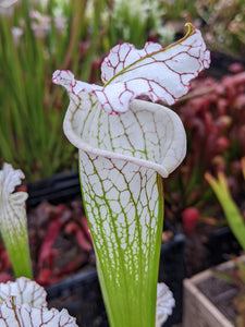 Sarracenia leucophylla var alba "round shapely lots of white" pitcher plant-Flytrap King