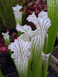 Sarracenia leucophylla var alba "round shapely lots of white" pitcher plant-Flytrap King