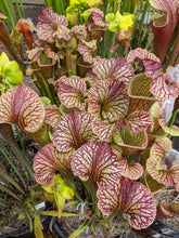 Load image into Gallery viewer, Sarracenia leucophylla x (leucophylla x flava) pitcher plant-Flytrap King