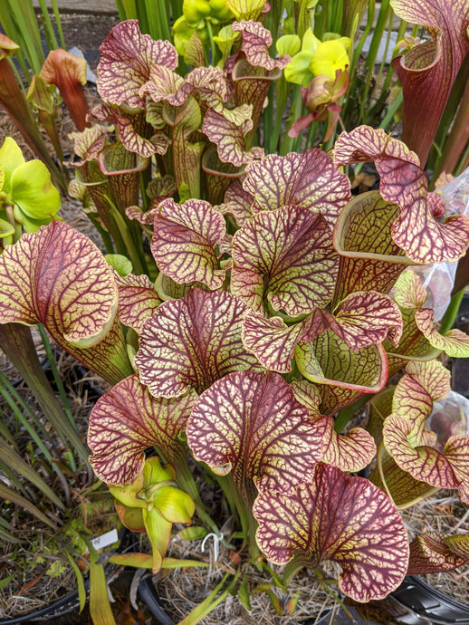 Sarracenia leucophylla x (leucophylla x flava) pitcher plant-Flytrap King