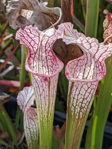 Sarracenia readii x 'Schnell's Ghost' pitcher plant-Flytrap King